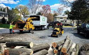 How Our Tree Care Process Works  in  East Shoreham, NY
