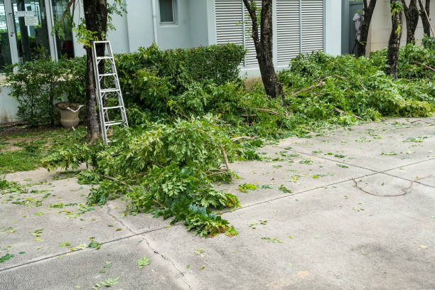 Organic Lawn Care Solutions in East Shoreham, NY